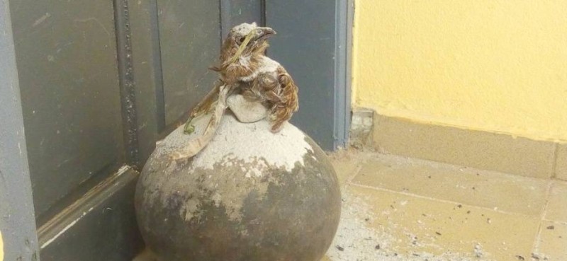 Ce canari trouvé devant le bureau du principal crée la psychose. (DR)