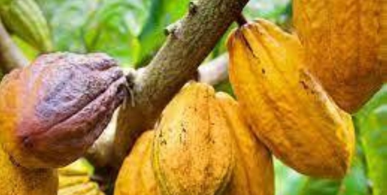 Une vue de cabosses de cacao mûres