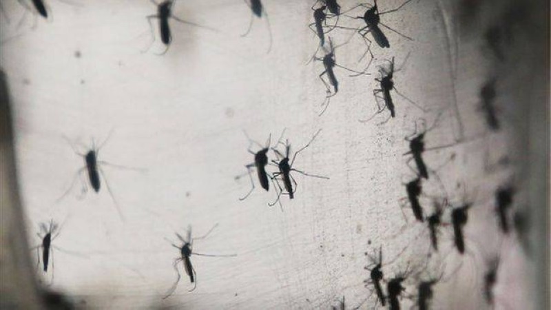 Les moustiques vecteurs du paludisme (DR)