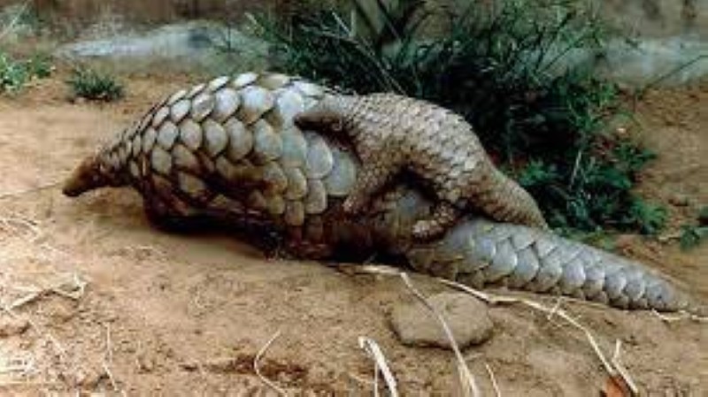 Le pangolin fait partie des espèces menacées en Côte d'Ivoire. (DR)