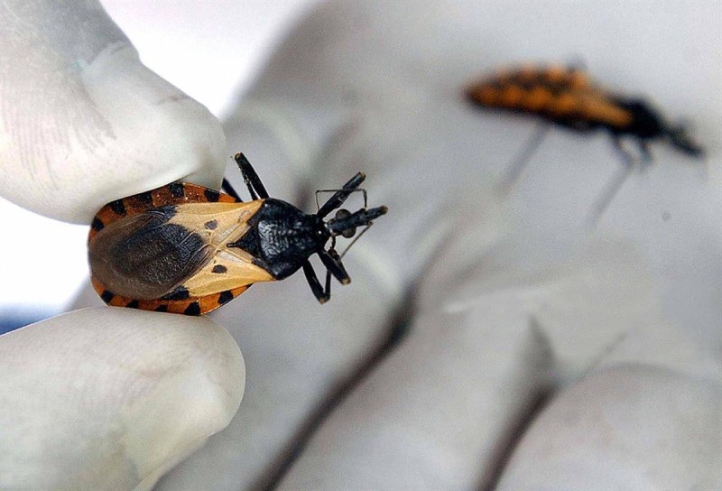 Vecteur de la maladie de Chagas. (DR)