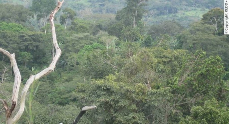 La forêt ivoirienne.