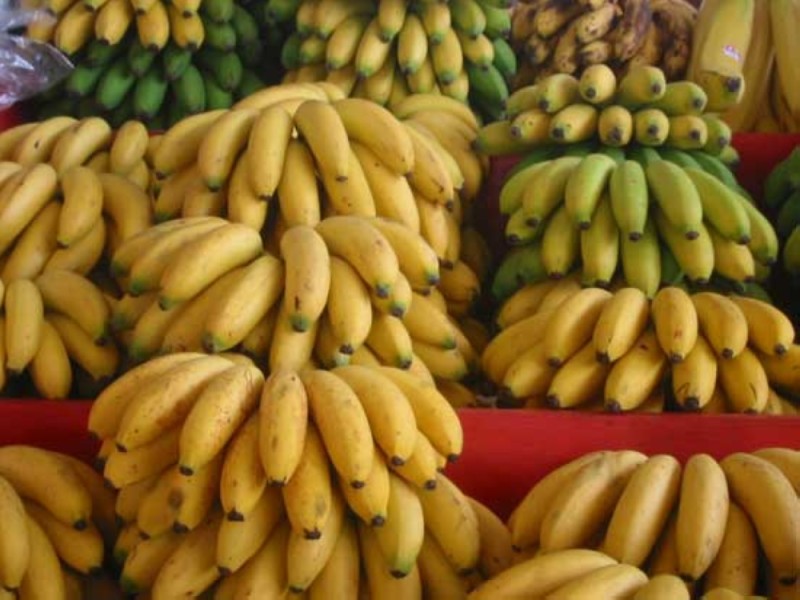 La banane dessert d’origine ivoirienne est prisée en Europe pour sa qualité. (DR)