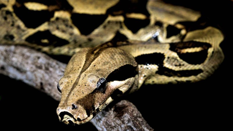 Le serpent boa dans les forêts africaines. (DR)