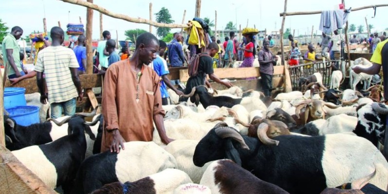 Enclos de vente de moutons. (Photo : Véronique Dadié)