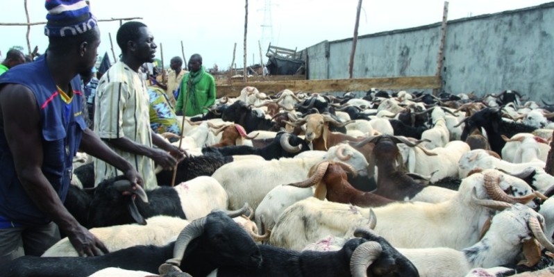 Malgré quelques difficultés, les marchés ont suffisamment été approvisionnés. (Photo : Véronique Dadié)