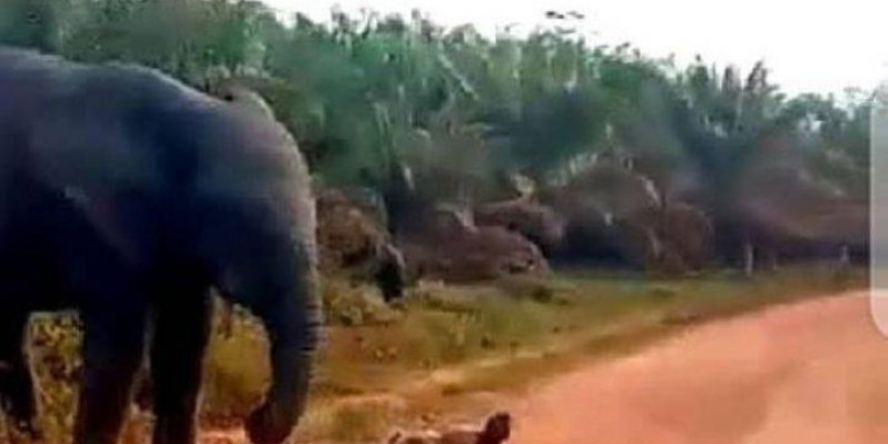 L'éléphant Hamed (DR)