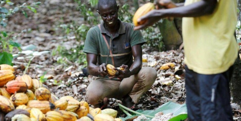 Le Syndicat agricole des producteurs individuels et coopératives de Côte d’Ivoire (SAPICOCI) souhaitent un prix bord champ fixé à au moins 900 F CFA le kg du Cacao. (DR)