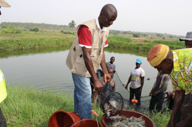 La technique permet, selon le type d’association, de produire 3 à 5 tonnes de poisson/hectare d’étang