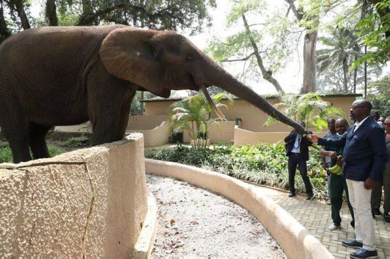 Zoo d&#39;Abidjan : Réhabilité à 530 millions de Fcfa, peuplé de 300 animaux  désormais | FratMat