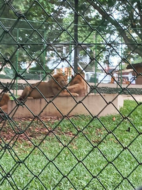 Des lions