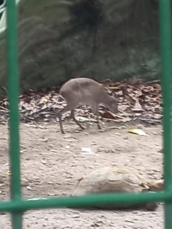 Une biche.