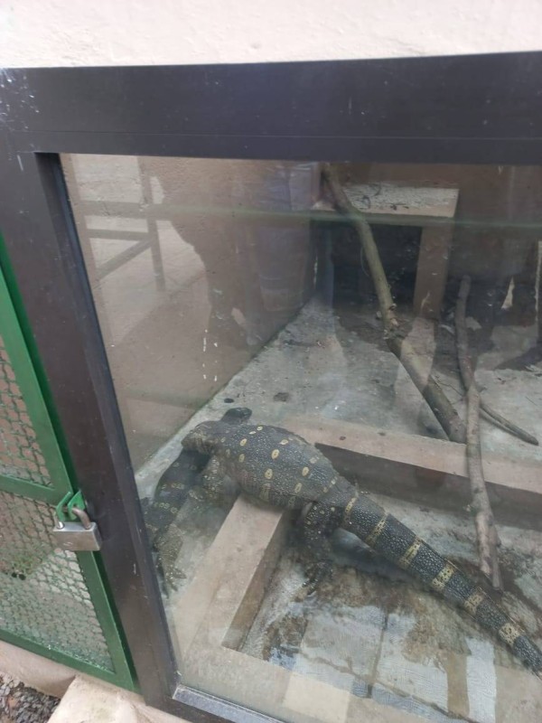 Un varan