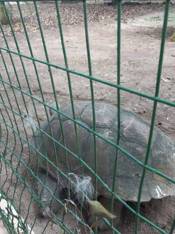Une tortue centenaire.