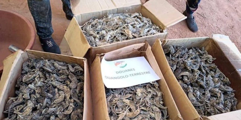 Des caméléons séchés ont été saisis. (Ph: Dr)