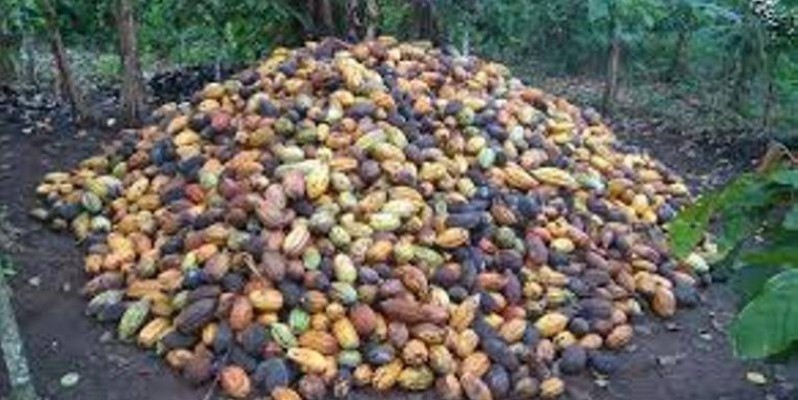 Des cabosses de cacao après la cueillette. (DR)