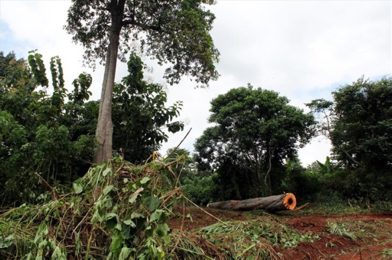 La forêt ivoirienne fait l’objet d’une grande attention de la part du gouvernement. (Ph: Dr)