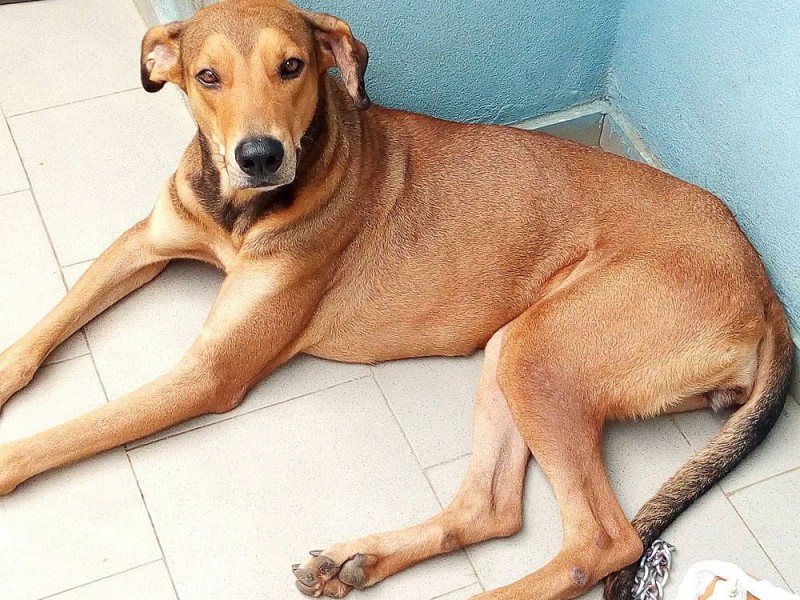 Le chien convoqué à la police. (DR)