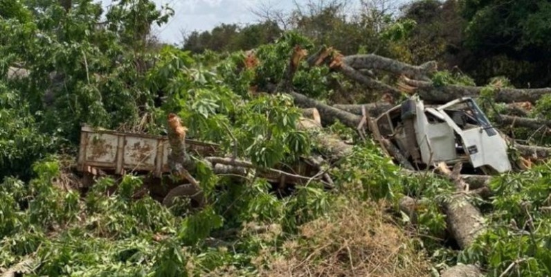 La chute de l'arbre a fait un mort et au moins 3 blessés. (Dr)