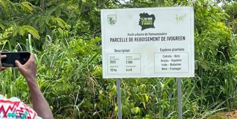 Reboisement à Yamoussoukro (DR)