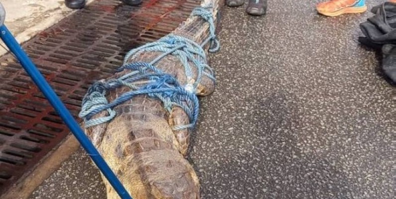 L'un des sauriens dans les filets des sapeurs-pompiers. (Gspm)