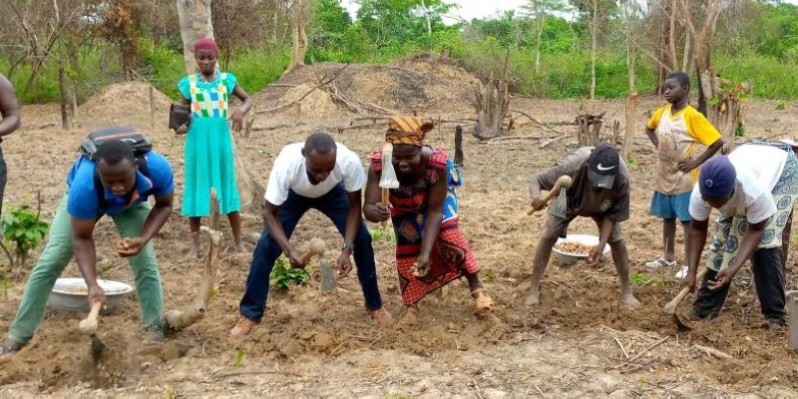 Des producteurs de gingembre lors d'une semence. (Dr)