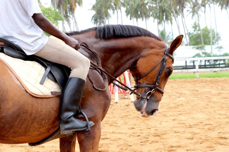 




Il y a un une épidemie qui fait mal aux écuries de chevaux depuis quelques jours à Abidjan.