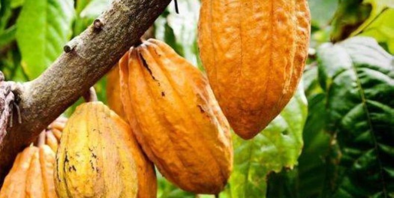 Ce prix bord champ du kilo du cacao est nettement supérieur à celui de 2020-2021 qui était de 750 FCFA. (Dr)