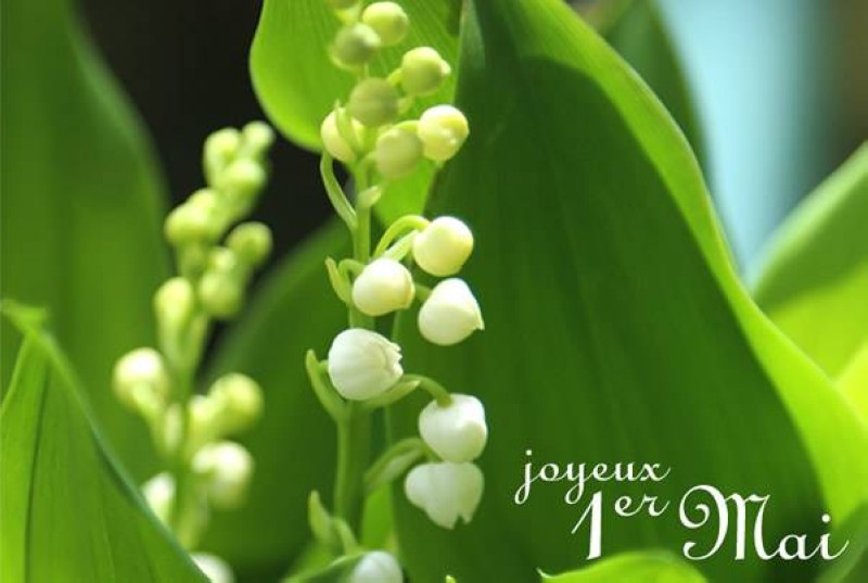 muguet800x500