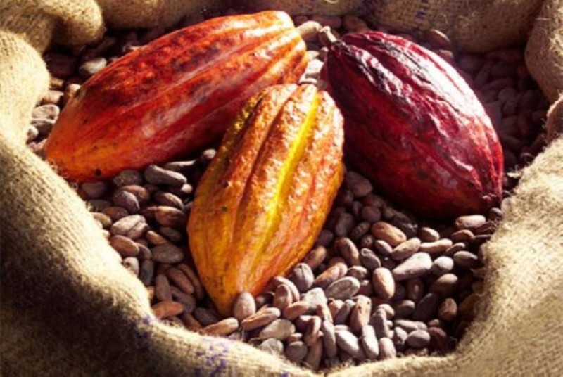 Le cacao