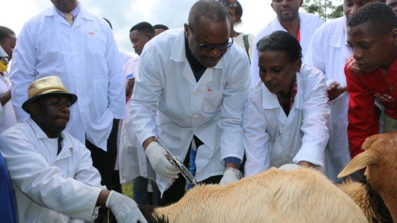 Une séance de vaccination de la peste. (Ph: Dr)