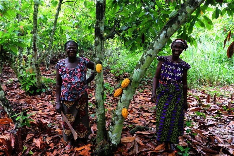 Ce projet d’une durée de 5 ans (2022-2027) a pour objectif d’améliorer les conditions de vie des communautés rurales cacaoyères en Côte d’Ivoire. (Ph: Dr)