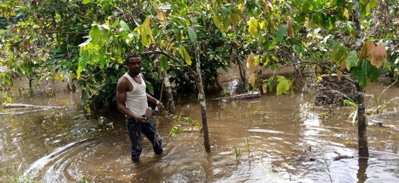 Des cacaoyers dans l'eau, l'inondation fait des dégâts. (Ph: Saint-Tra Bi)