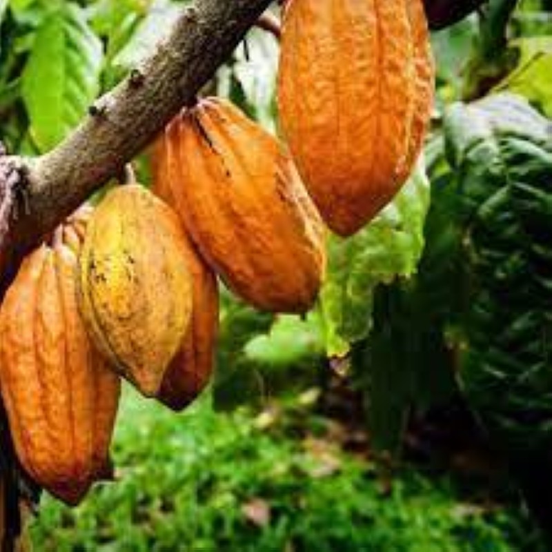 Le prix du cacao bord champ connaît une hausse de 75 FCfa. (Ph: Dr)