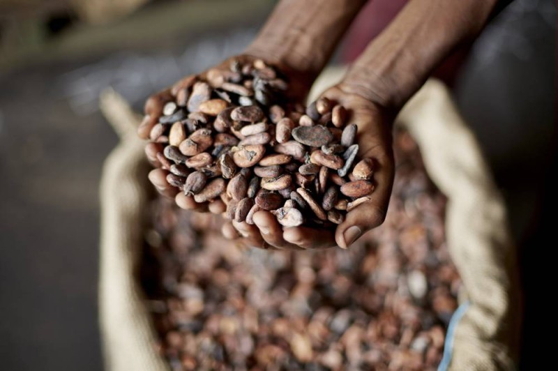 Le cacao ivoirien (DR)