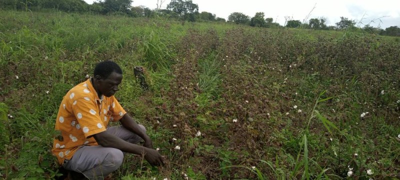 Coulibaly Flana, ce cotonculteur souhaite qu'une solution durable soit trouvée. (Ph: Dr)