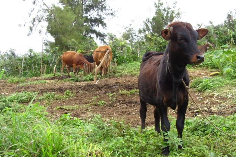 Fievre de la vallee du rift un exemple de lutte contre les maladies virales emergentes. ( Ph: Cirad)