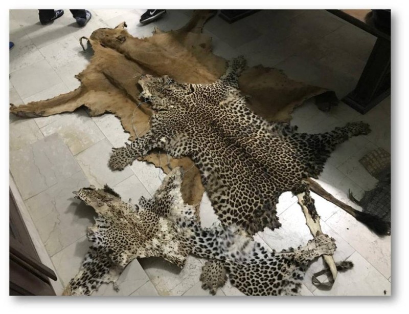 PEAU ANIMAUX