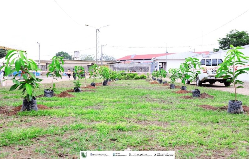 Ce sont 140 plants dont 100 Polyalthia longifolia (arbre mât) et 40 Syzygium malaccense (jambosier rouge) qui ont été plantés à la place publique de Duékoué