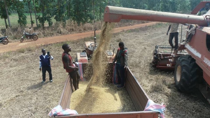Une superficie de 1100 hectares de Soja ont été cultivés au titre de la campagne 2022, avec une production prévisionnelle de 2200 tonnes de soja grain. (Photo DR)
