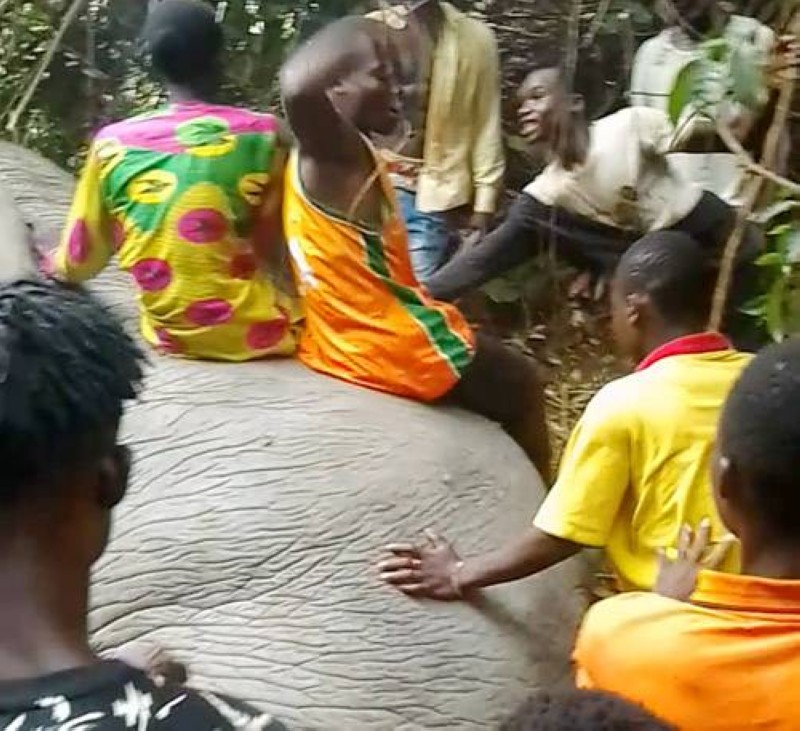 Des habitants du village sur le dos de ''Logro'', l'éléphant de Tchebloguhé. (Ph: S.T.B) 