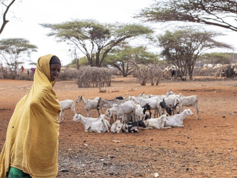 Corne de l’Afrique: 20 millions d'enfants en urgence alimentaire, alerte l'Unicef. PH: FAO