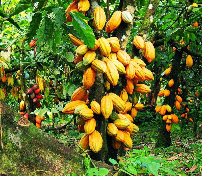 Sous l’impulsion du Président Ouattara, le volume de fèves de cacao transformé en Côte d’Ivoire est en hausse. (Ph: Dr)