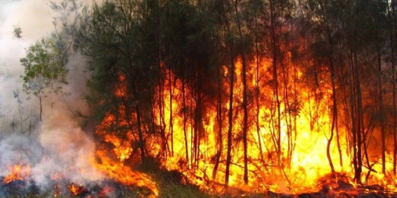 Les feux de brousse représentent la 3e cause (23 %) de la dégradation des forêts en Côte d’Ivoire. (Ph: Dr)