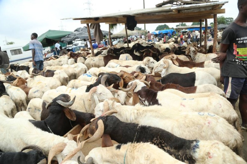Moutons (Sebastien Kouassi) (2)
