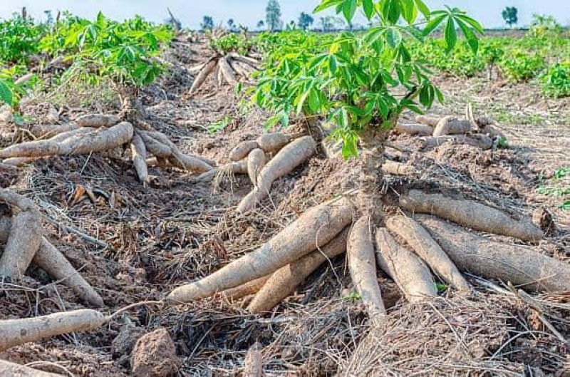 Igname et Manioc : Comment accroître la production par l'urine ? ( Ph: DR)
