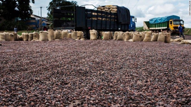 Cacao