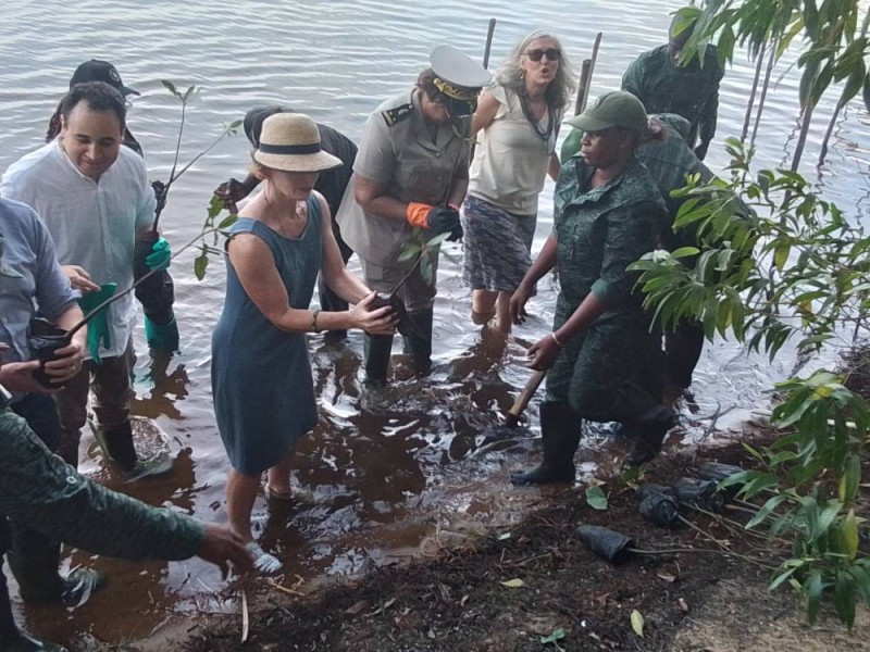 Des ambassadeurs de l'Ue plantent des mangroves. (Ph: Bavane)