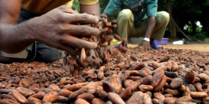 cacao-BON