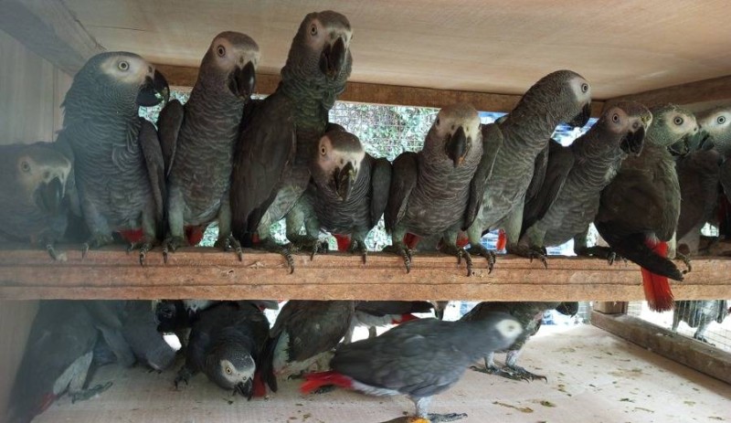 Le perroquet gris du Gabon est très apprécié comme animal de compagnie pour sa capacité à parler. (Ph: Dr)